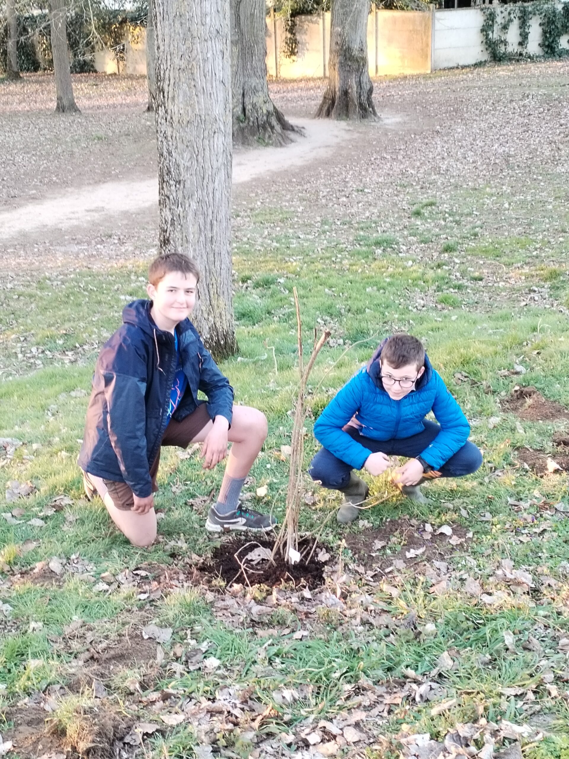 Plantation de lilas : Un engagement pour la nature